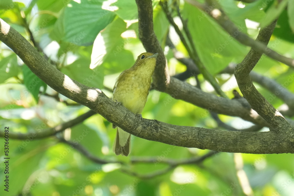 narcissus flycatcher on a branh narcissus flycatcher on a branh