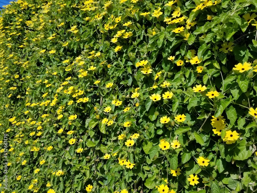 yellow flowers background yellow flowers background