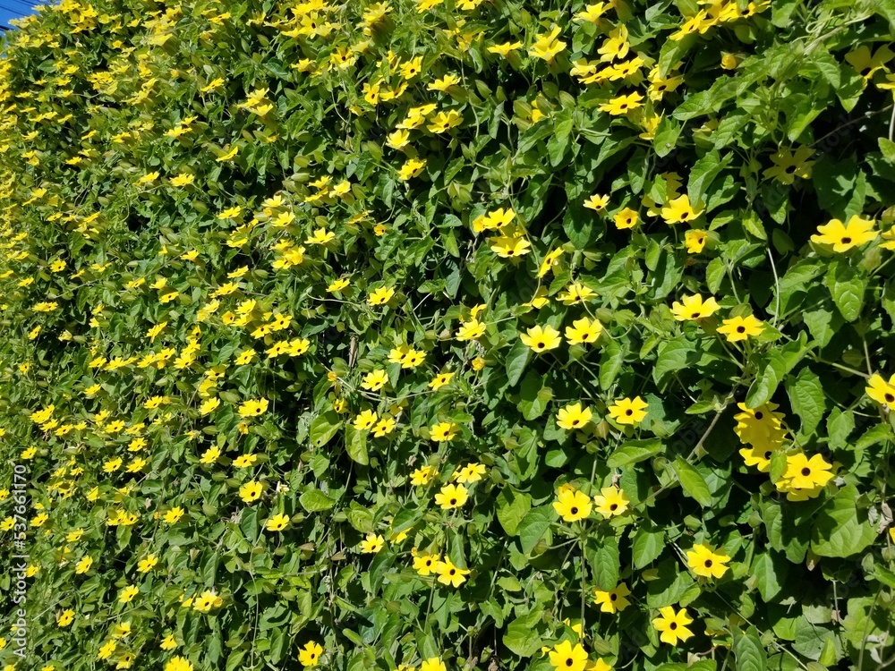 yellow flowers background