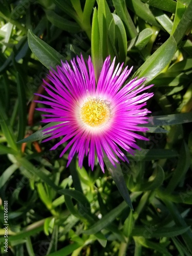 purple flower in a garden