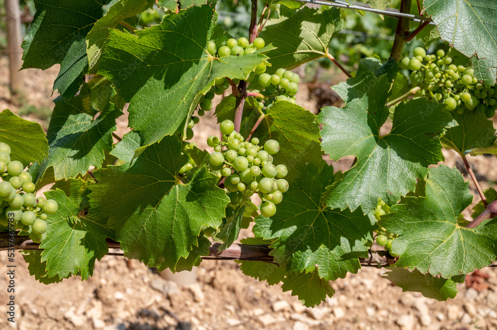 Chardonnay grape growing on Panoramic hilly Chablis Grand Cru appellation vineyards on limestone and marl soils, Burdundy, France Chardonnay grape growing on Panoramic hilly Chablis Grand Cru appellation vineyards on limestone and marl soils, Burdundy, France