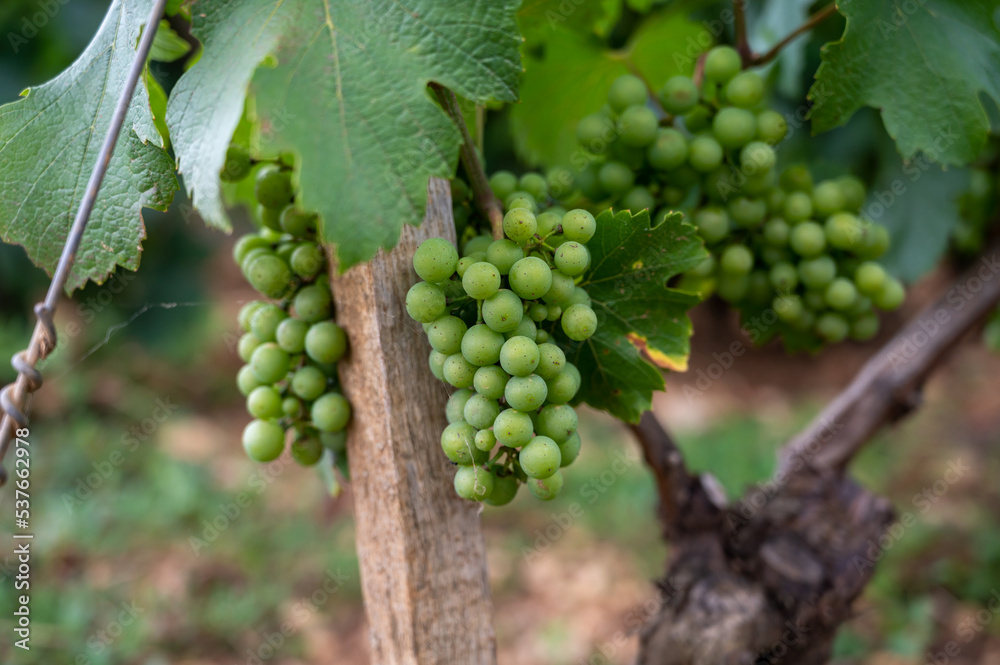 Green vineyards with growing grapes plants, production of high quality famous French white wine in Puligny-Montrachet village, Burgundy, France