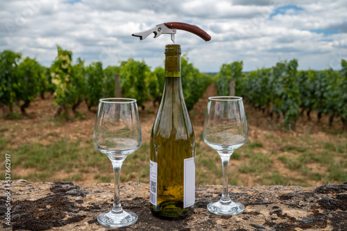 Tasting of white dry wine made from Chardonnay grapes on grand cru classe vineyards near Puligny-Montrachet village, Burgundy, France photo