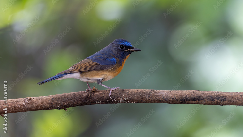 Chinese Blue Flycatcher perched on a branch Chinese Blue Flycatcher perched on a branch