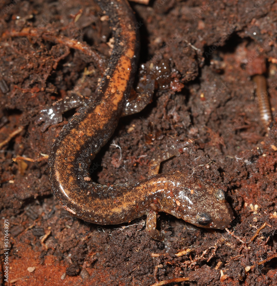 Redback Salamander (Plethodon cinereus)
