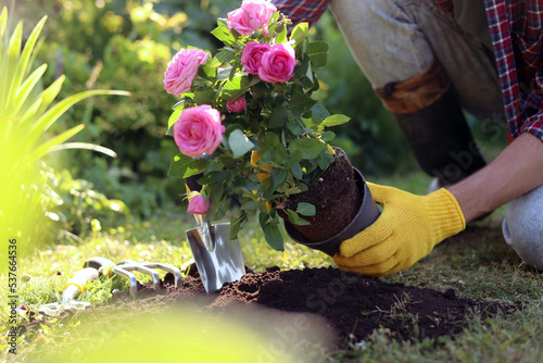 Wall Mural Man transplanting beautiful flowers into soil outdoors on sunny day, closeup