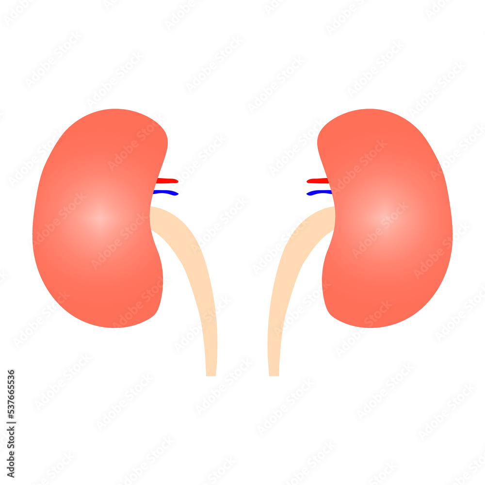 Fototapeta premium Human kidney in cartoon style. Vector illustration. stock image. 