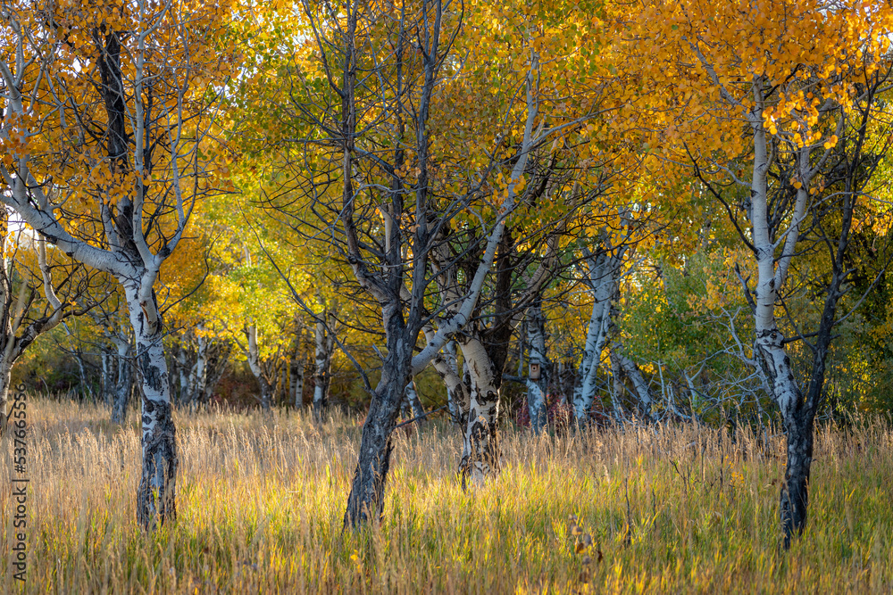 Golden yellow aspen trees in morning light