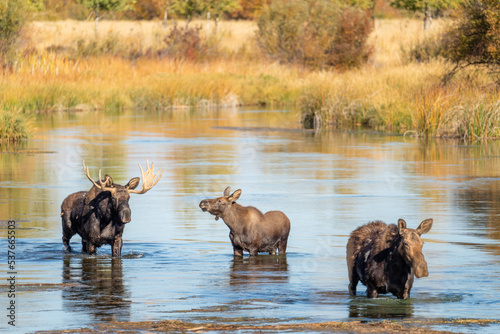 Moose family bull calf cow