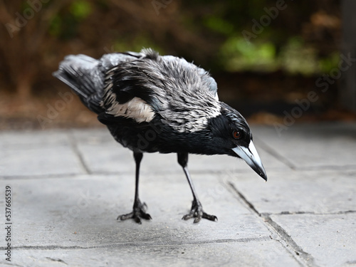 Side of a soaking wet Australian magpie, as it tries to dry off in a sheltered area next to a house during heavy rain photo