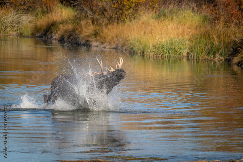 Bull moose splashing water