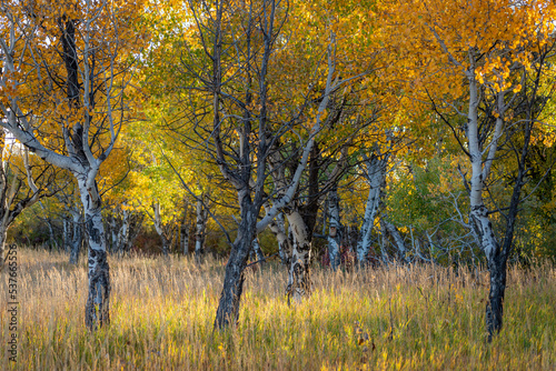 Golden yellow aspen trees in morning light