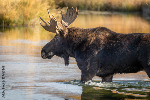 Bull moose wading through a creek