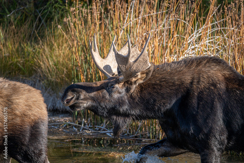 Bull moose chasing a cow