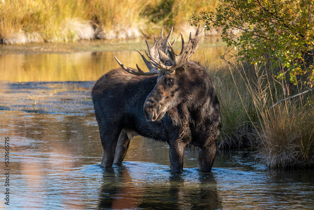 Fototapeta premium Bull moose in water looking back