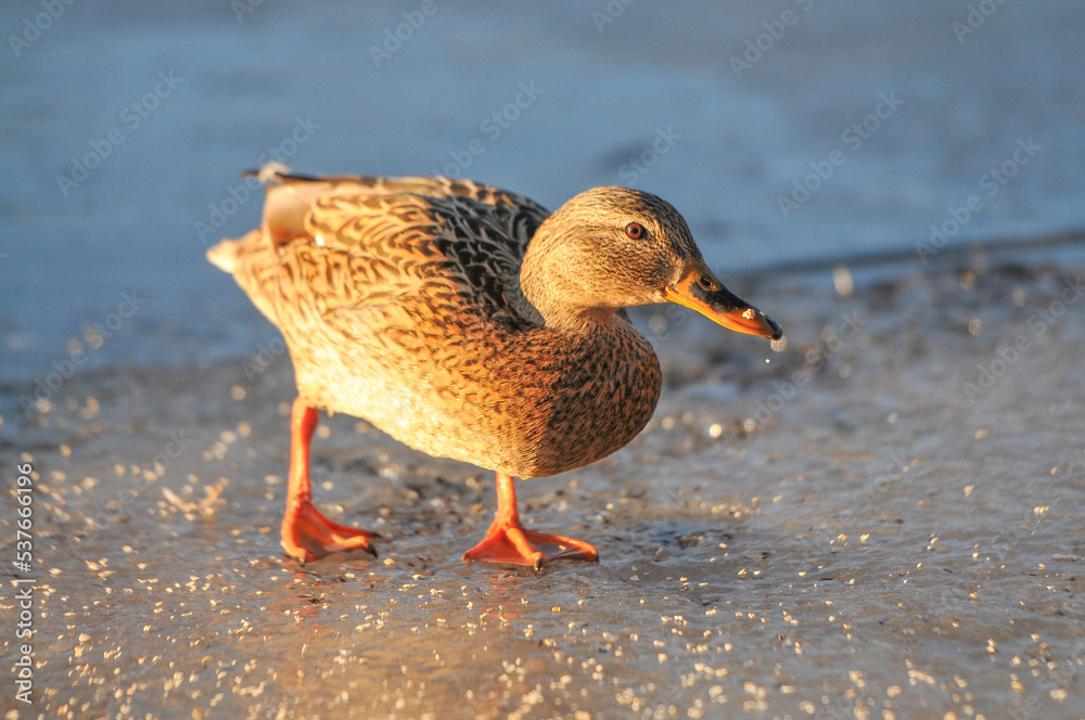 ducks on the lake 2022