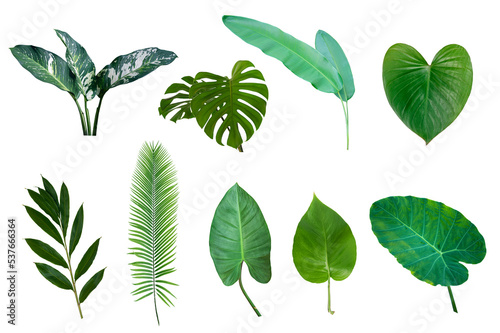 set of Tropical green leaves on white background.