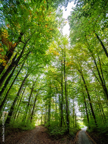 Herbstanfang im Mischwald