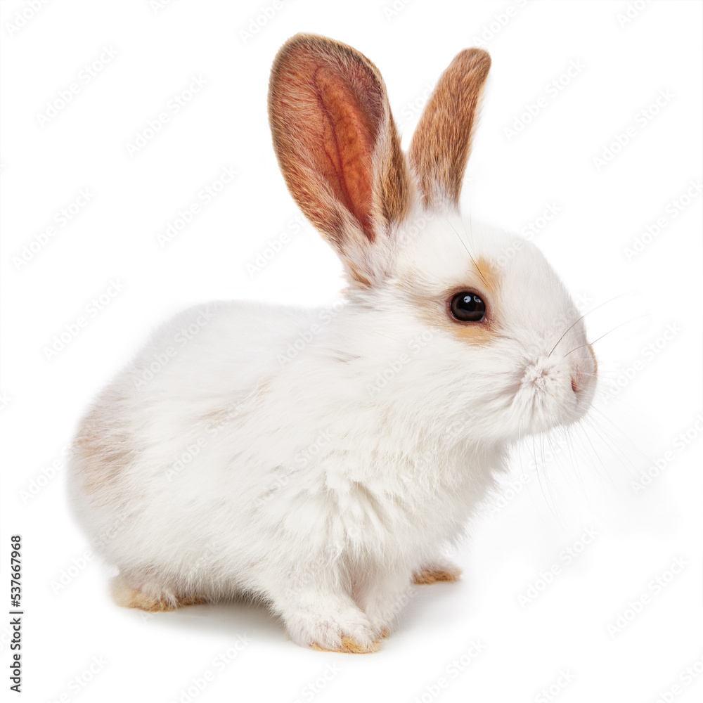 White rabbit isolated on a white background White rabbit isolated on a white background