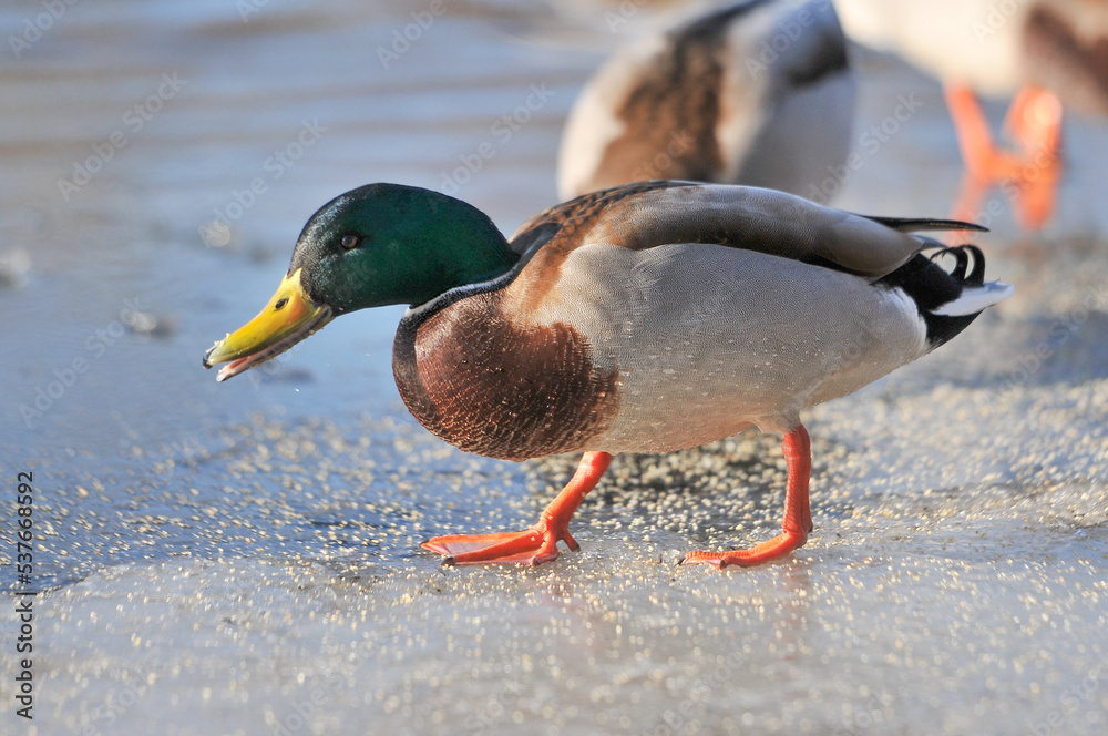 Obraz premium ducks on the lake 2022