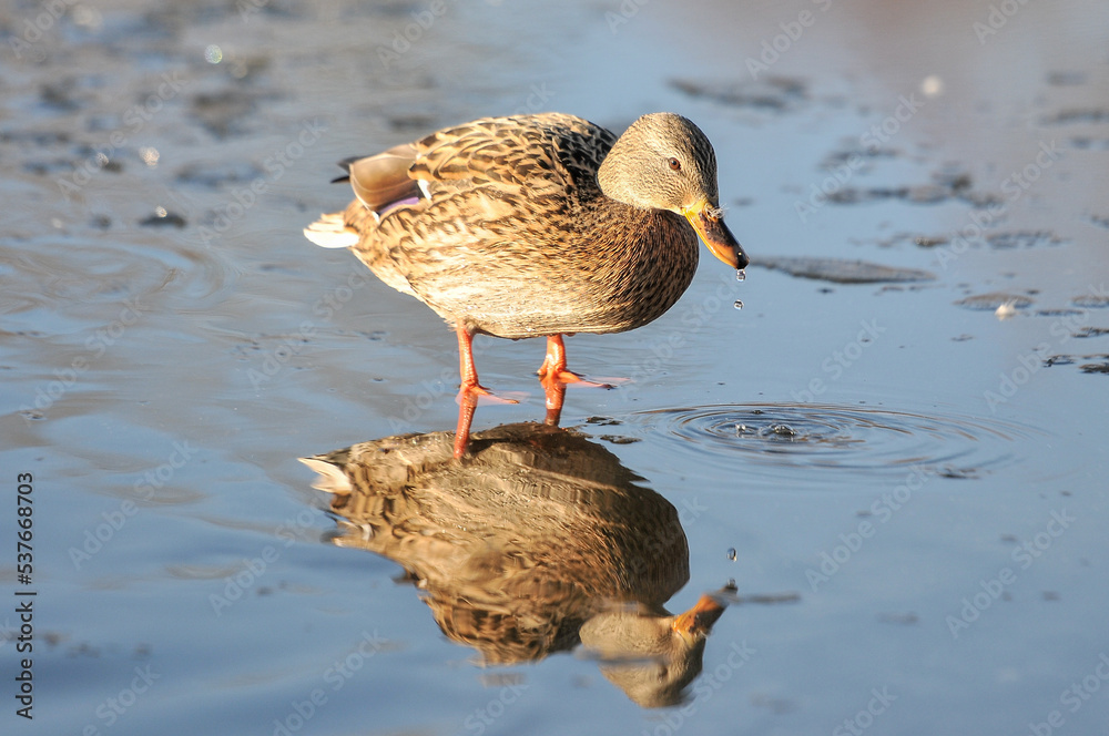 ducks on the lake 2022 ducks on the lake 2022