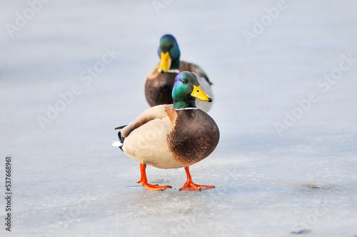 ducks on the lake 2022