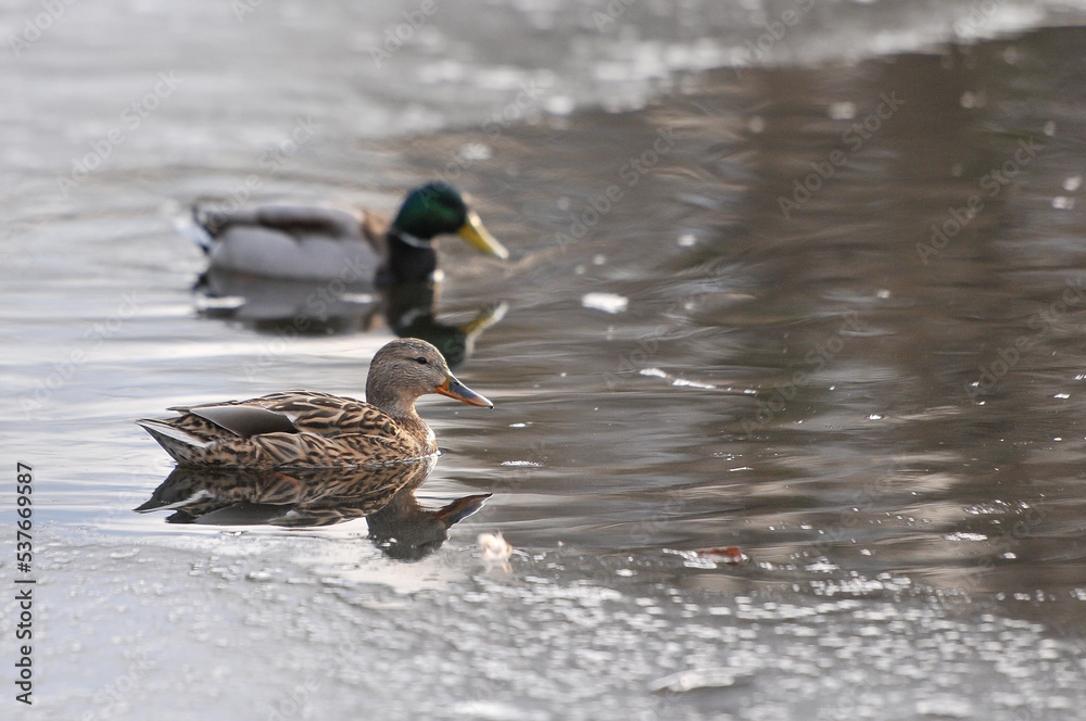 ducks on the lake 2022 ducks on the lake 2022