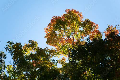 Beautiful maple tree with fall foliage