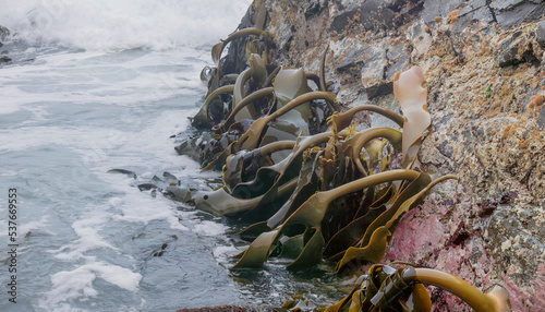 close up of bull kelp growing on rocks at south cape bay in sw tasmania photo