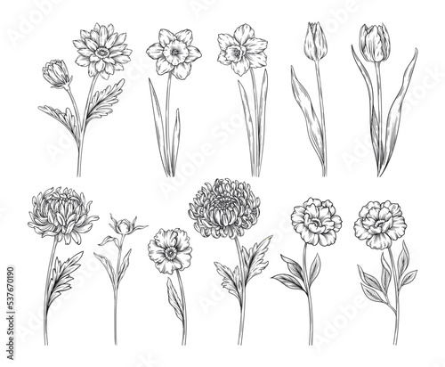 Set of beautiful spring flowers. Simple organic sketches with blooming garden plants. Tulips, chrysanthemums, peonies, roses and daffodils. Cartoon flat vector collection isolated on white background