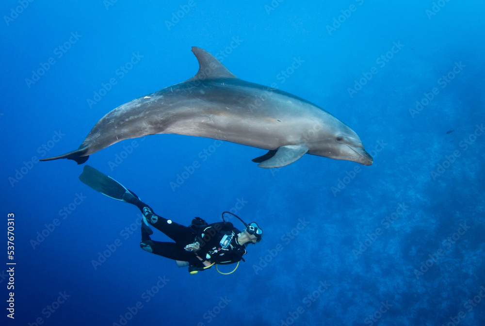 Dolphin with diver