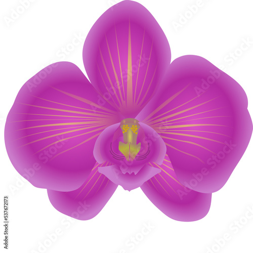 orchid isolated vector
