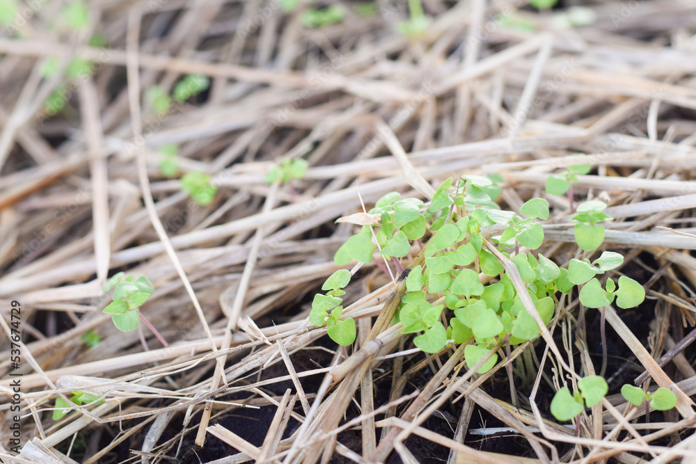 fresh vetgetable organic garden farm. vetgetable agriculture concept