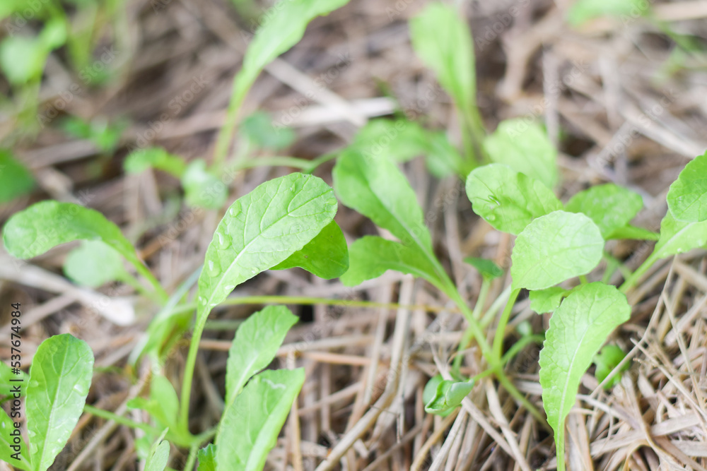 fresh vetgetable organic garden farm. vetgetable agriculture concept fresh vetgetable organic garden farm. vetgetable agriculture concept