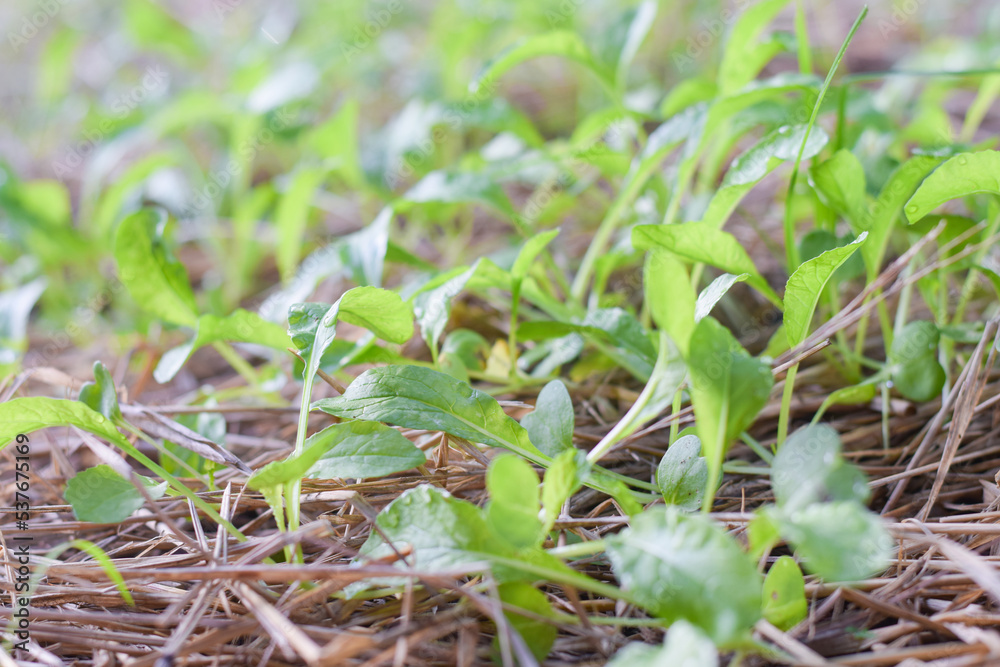 fresh vetgetable organic garden farm. vetgetable agriculture concept fresh vetgetable organic garden farm. vetgetable agriculture concept