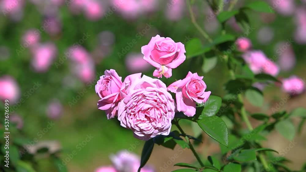 Closeup shot of a big pink rose blossoming with the Blurry background. coral rose AKA Pink Rose Blowing in Wind Closeup shot of a big pink rose blossoming with the Blurry background. coral rose AKA Pink Rose Blowing in Wind