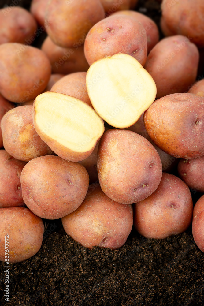 Red potatoes organic new crop soil produce harvest pile heap Red potatoes organic new crop soil produce harvest pile heap