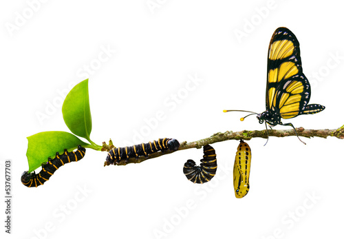 evolution metamorphosis caterpillar to butterfly on leaf	
isolated on transparent background photo