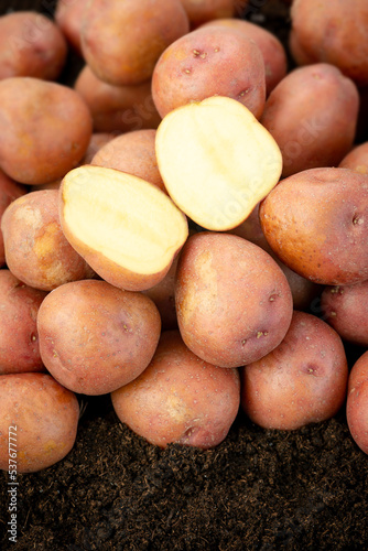 Red potatoes organic new crop soil produce harvest pile heap