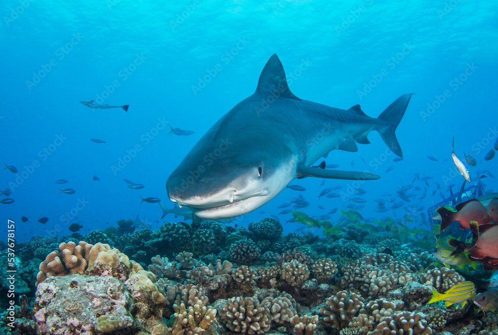 Tiger shark on the reef Tiger shark on the reef