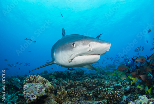 Photography Tiger shark on the reef