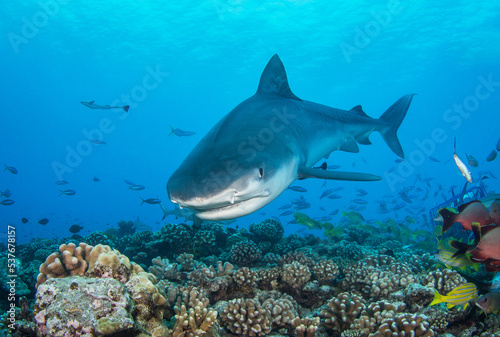 Tiger shark on the reef