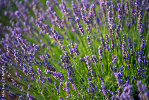 lavender field in region