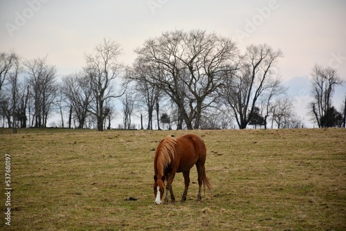 horses in the field