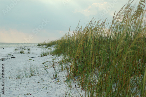 Fototapeta Naklejka Na Ścianę i Meble -  Grassy White Sand Beach