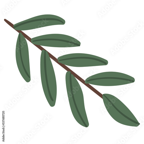 green eucalyptus leaves