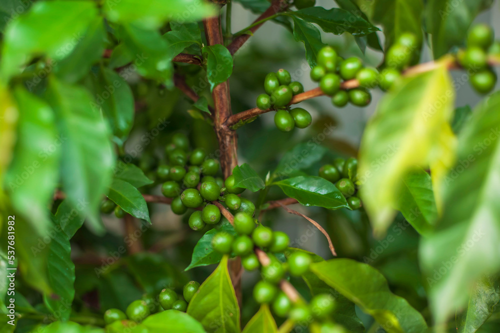 Coffee plants are a genus of flowering plants in the Rubiaceae family. Species Coffee is a shrub or small tree native to tropical and southern Africa and tropical Asia. 
