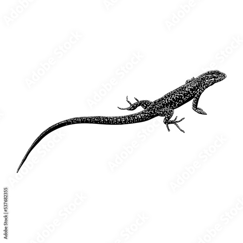 Lazarus Lizard hand drawing vector illustration isolated on background.