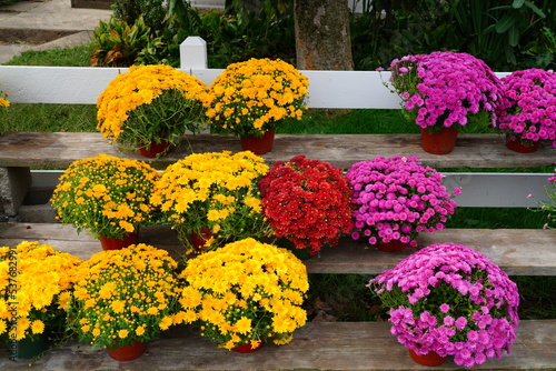 Colorful chrysanthemum flowers in the fall