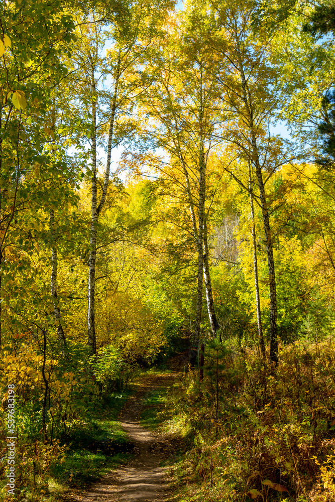 Fototapeta premium Autumn landscape. Birch autumn forest on a sunny day. 
